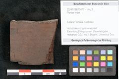 Foto (Objekt + Etikett) von Plantae indet.  (NHMW-GEO-2024-0188-10477)